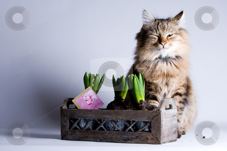 To use this stock image in your creative project, please select the size you need over to the right and click the "Add to Cart" button.
Your downloaded image will come with the Cutcaster watermark removed so don’t worry about the watermark you see on this page. Young cat and a flower stock photo, Young beautiful cat is sitting behind a flower by Frenk and Danielle Kaufmann