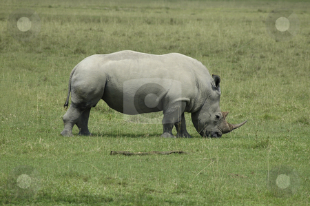 To use this stock image in your creative project, please select the size you need over to the right and click the "Add to Cart" button.
Your downloaded image will come with the Cutcaster watermark removed so don’t worry about the watermark you see on this page. Rhinoceros on plain stock photo, A white Rhinoceros eating grass in Africa by Claudia Van Dijk