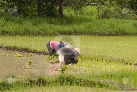 To use this stock image in your creative project, please select the size you need over to the right and click the "Add to Cart" button.
Your downloaded image will come with the Cutcaster watermark removed so don’t worry about the watermark you see on this page. People working on the ricefields stock photo, People working on the ricefields in laos by Claudia Van Dijk