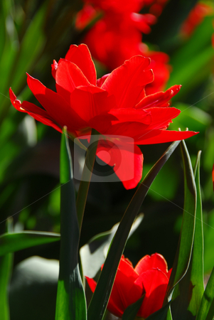 To use this stock image in your creative project, please select the size you need over to the right and click the "Add to Cart" button.
Your downloaded image will come with the Cutcaster watermark removed so don’t worry about the watermark you see on this page. Red tulip close stock photo, Red tulip closeup by Elena Elisseeva