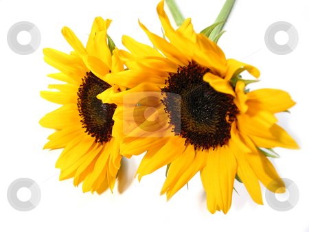 To use this stock image in your creative project, please select the size you need over to the right and click the "Add to Cart" button.
Your downloaded image will come with the Cutcaster watermark removed so don’t worry about the watermark you see on this page. Sunflowers on white stock photo, Two sunflowers isolated on white background by Elena Elisseeva