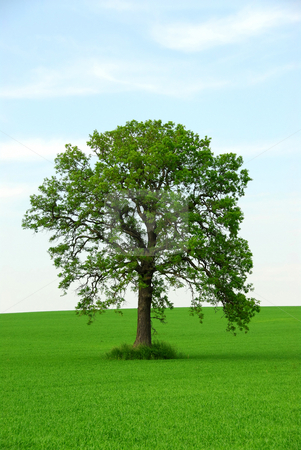 To use this stock image in your creative project, please select the size you need over to the right and click the "Add to Cart" button.
Your downloaded image will come with the Cutcaster watermark removed so don’t worry about the watermark you see on this page. Single tree stock photo, Single tree in summer by Elena Elisseeva