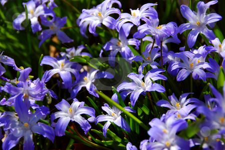To use this stock image in your creative project, please select the size you need over to the right and click the "Add to Cart" button.
Your downloaded image will come with the Cutcaster watermark removed so don’t worry about the watermark you see on this page. Glory of the snow stock photo, Blue flowers of glory of the snow in early spring by Elena Elisseeva
