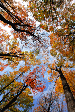 To use this stock image in your creative project, please select the size you need over to the right and click the "Add to Cart" button.
Your downloaded image will come with the Cutcaster watermark removed so don’t worry about the watermark you see on this page. Treetops stock photo, Tops of colorful fall trees on blue sky background by Elena Elisseeva