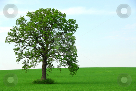 To use this stock image in your creative project, please select the size you need over to the right and click the "Add to Cart" button.
Your downloaded image will come with the Cutcaster watermark removed so don’t worry about the watermark you see on this page. Single tree summer stock photo, Single tree in summer horizontal by Elena Elisseeva