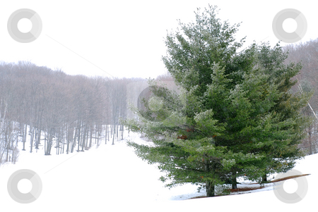 To use this stock image in your creative project, please select the size you need over to the right and click the "Add to Cart" button.
Your downloaded image will come with the Cutcaster watermark removed so don’t worry about the watermark you see on this page. Winter landscape stock photo, Pine trees in a snowy field, winter forest in background by Elena Elisseeva