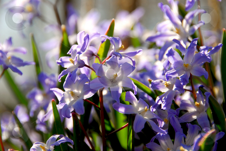 To use this stock image in your creative project, please select the size you need over to the right and click the "Add to Cart" button.
Your downloaded image will come with the Cutcaster watermark removed so don’t worry about the watermark you see on this page. Glory of the snow stock photo, Blue flowers of glory of the snow in early spring by Elena Elisseeva