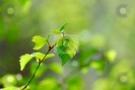 To use this stock image in your creative project, please select the size you need over to the right and click the "Add to Cart" button.
Your downloaded image will come with the Cutcaster watermark removed so don’t worry about the watermark you see on this page. Spring green leaves stock photo, Natural background of young green spring leaves by Elena Elisseeva