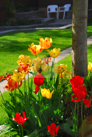 To use this stock image in your creative project, please select the size you need over to the right and click the "Add to Cart" button.
Your downloaded image will come with the Cutcaster watermark removed so don’t worry about the watermark you see on this page. Tulips at a house stock photo, Bright colorful tulips on front of a residential house by Elena Elisseeva
