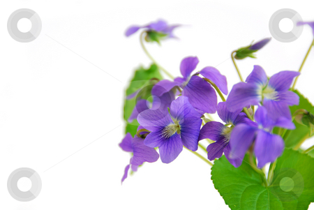 To use this stock image in your creative project, please select the size you need over to the right and click the "Add to Cart" button.
Your downloaded image will come with the Cutcaster watermark removed so don’t worry about the watermark you see on this page. Violets on white background stock photo, Wild spring violets on white background, corner by Elena Elisseeva