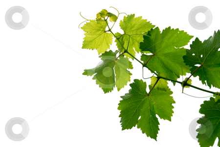 To use this stock image in your creative project, please select the size you need over to the right and click the "Add to Cart" button.
Your downloaded image will come with the Cutcaster watermark removed so don’t worry about the watermark you see on this page. Grape vine stock photo, Branch of grape vine on white background by Elena Elisseeva