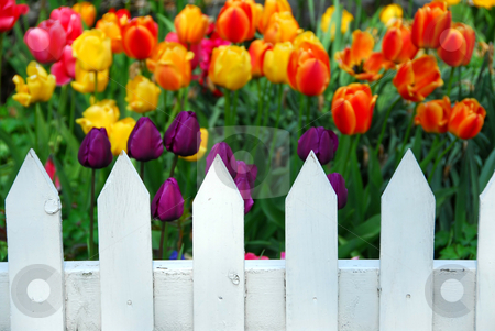 To use this stock image in your creative project, please select the size you need over to the right and click the "Add to Cart" button.
Your downloaded image will come with the Cutcaster watermark removed so don’t worry about the watermark you see on this page. Tulips white fence stock photo, Colorful tulips behing white fence by Elena Elisseeva