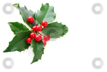 To use this stock image in your creative project, please select the size you need over to the right and click the "Add to Cart" button.
Your downloaded image will come with the Cutcaster watermark removed so don’t worry about the watermark you see on this page. Christmas Holly stock photo, Christmas holly leaves and berries isolated on white background by Elena Elisseeva