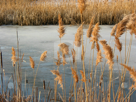 To use this stock image in your creative project, please select the size you need over to the right and click the "Add to Cart" button.
Your downloaded image will come with the Cutcaster watermark removed so don’t worry about the watermark you see on this page. Reeds winter pond stock photo, Winter reeds at frozen pond by Elena Elisseeva