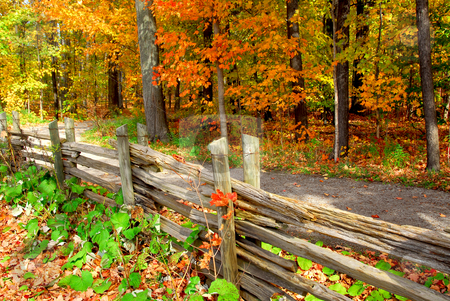 To use this stock image in your creative project, please select the size you need over to the right and click the "Add to Cart" button.
Your downloaded image will come with the Cutcaster watermark removed so don’t worry about the watermark you see on this page. Fall forest stock photo, Scenic view of colorful forest in the fall and country road by Elena Elisseeva