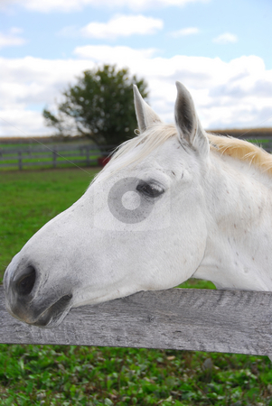To use this stock image in your creative project, please select the size you need over to the right and click the "Add to Cart" button.
Your downloaded image will come with the Cutcaster watermark removed so don’t worry about the watermark you see on this page. White horse stock photo, Portrait of a white horse in a field by Elena Elisseeva