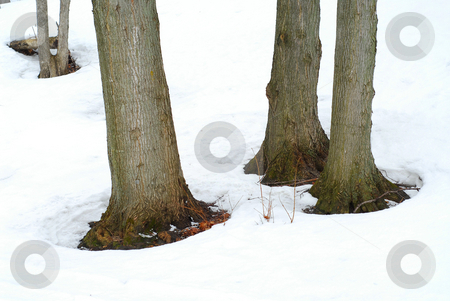To use this stock image in your creative project, please select the size you need over to the right and click the "Add to Cart" button.
Your downloaded image will come with the Cutcaster watermark removed so don’t worry about the watermark you see on this page. Tree trunks in winter stock photo, Tree trunks in snowy winter by Elena Elisseeva