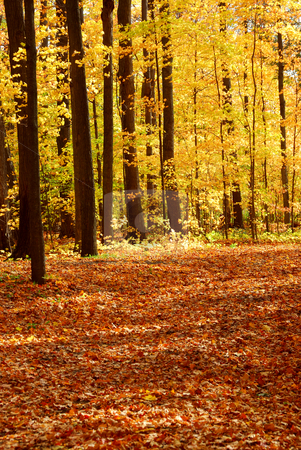 To use this stock image in your creative project, please select the size you need over to the right and click the "Add to Cart" button.
Your downloaded image will come with the Cutcaster watermark removed so don’t worry about the watermark you see on this page. Fall forest landscape stock photo, Colorful sunlit fall forest with fallen leaves covering the ground by Elena Elisseeva
