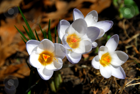 To use this stock image in your creative project, please select the size you need over to the right and click the "Add to Cart" button.
Your downloaded image will come with the Cutcaster watermark removed so don’t worry about the watermark you see on this page. Crocus stock photo, White crocus flowers by Elena Elisseeva