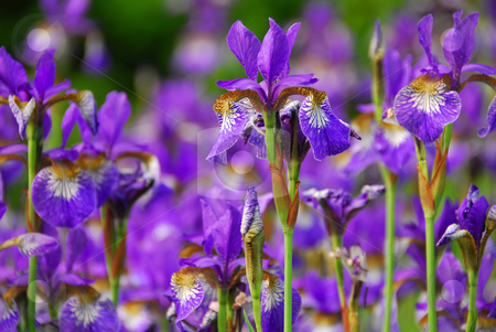 To use this stock image in your creative project, please select the size you need over to the right and click the "Add to Cart" button.
Your downloaded image will come with the Cutcaster watermark removed so don’t worry about the watermark you see on this page. Irises stock photo, Beautiful purple irises blooming in spring time by Elena Elisseeva