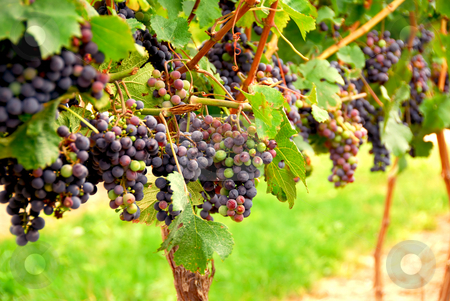 To use this stock image in your creative project, please select the size you need over to the right and click the "Add to Cart" button.
Your downloaded image will come with the Cutcaster watermark removed so don’t worry about the watermark you see on this page. Red grapes stock photo, Rows of vines with red grapes by Elena Elisseeva
