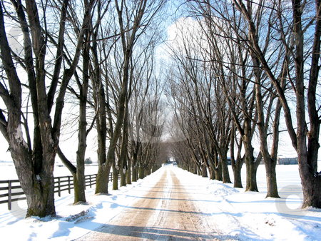 To use this stock image in your creative project, please select the size you need over to the right and click the "Add to Cart" button.
Your downloaded image will come with the Cutcaster watermark removed so don’t worry about the watermark you see on this page. Winter tree lined lane stock photo, Winter tree lined lane on a snow covered farm on a sunny day by Elena Elisseeva