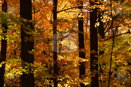 To use this stock image in your creative project, please select the size you need over to the right and click the "Add to Cart" button.
Your downloaded image will come with the Cutcaster watermark removed so don’t worry about the watermark you see on this page. Fall forest stock photo, Scenic view of sunlit colorful forest in the fall by Elena Elisseeva
