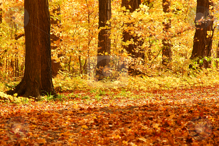 To use this stock image in your creative project, please select the size you need over to the right and click the "Add to Cart" button.
Your downloaded image will come with the Cutcaster watermark removed so don’t worry about the watermark you see on this page. Fall forest stock photo, Scenic view of colorful forest in the fall by Elena Elisseeva