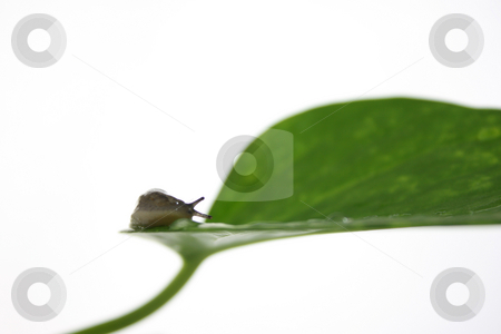To use this stock image in your creative project, please select the size you need over to the right and click the "Add to Cart" button.
Your downloaded image will come with the Cutcaster watermark removed so don’t worry about the watermark you see on this page. Slug stock photo, A garden slug isolated on white, with green leaves. by Jessica Tooley