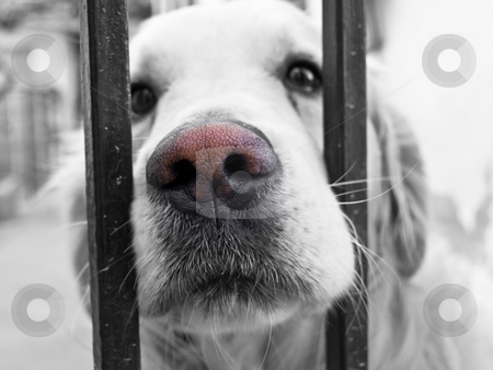 To use this stock image in your creative project, please select the size you need over to the right and click the "Add to Cart" button.
Your downloaded image will come with the Cutcaster watermark removed so don’t worry about the watermark you see on this page. Dog stock photo, Dog fetching his mouth through the rail by Adrian Costea