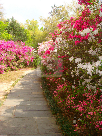 To use this stock image in your creative project, please select the size you need over to the right and click the "Add to Cart" button.
Your downloaded image will come with the Cutcaster watermark removed so don’t worry about the watermark you see on this page. Colorful Turn stock photo, Flowers around the bend at Bellingrath gardens. by JESSICA FELICIANA