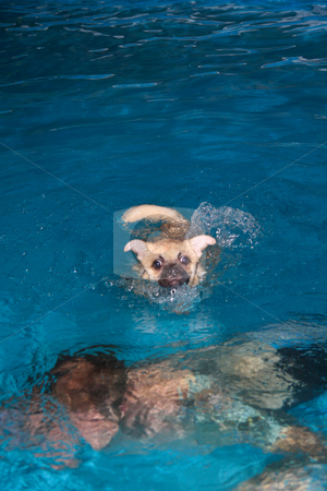 To use this stock image in your creative project, please select the size you need over to the right and click the "Add to Cart" button.
Your downloaded image will come with the Cutcaster watermark removed so don’t worry about the watermark you see on this page. Puppy Swimming stock photo, Man teaches puppy to swim by JESSICA FELICIANA
