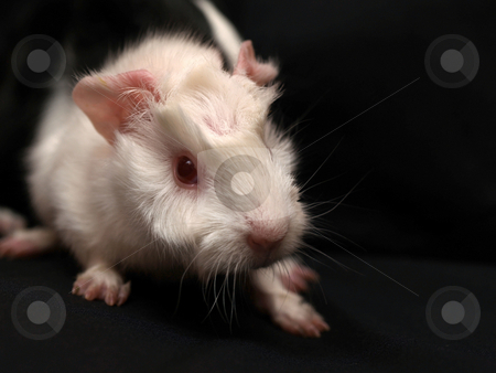 To use this stock image in your creative project, please select the size you need over to the right and click the "Add to Cart" button.
Your downloaded image will come with the Cutcaster watermark removed so don’t worry about the watermark you see on this page. Rat stock photo, by Adrian Costea