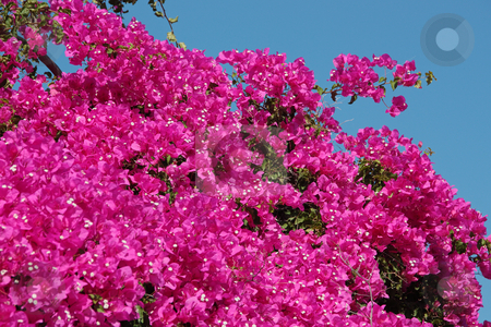To use this stock image in your creative project, please select the size you need over to the right and click the "Add to Cart" button.
Your downloaded image will come with the Cutcaster watermark removed so don’t worry about the watermark you see on this page. Bougainvillea Flowers stock photo, Typical Greek colorful garden flowers, bougainvilleas by Georgios Alexandris