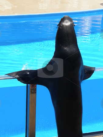 To use this stock image in your creative project, please select the size you need over to the right and click the "Add to Cart" button.
Your downloaded image will come with the Cutcaster watermark removed so don’t worry about the watermark you see on this page. Seal stock photo, Elegant Seal by Ritu Jethani