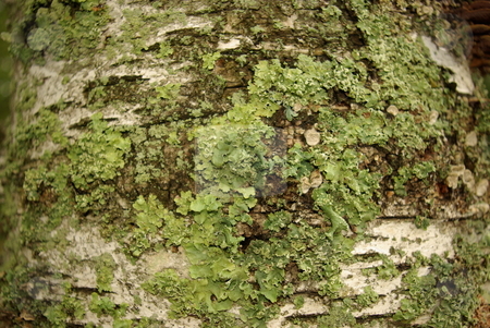 To use this stock image in your creative project, please select the size you need over to the right and click the "Add to Cart" button.
Your downloaded image will come with the Cutcaster watermark removed so don’t worry about the watermark you see on this page. Curious Birch Tree Growth stock photo, The trunk of a white birch tree plays host to a variety of plant growths. The green lichen like growth creates a stark contrast on the birch bark. by Dennis Thomsen