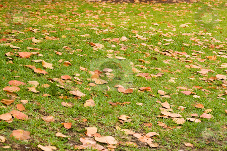 To use this stock image in your creative project, please select the size you need over to the right and click the "Add to Cart" button.
Your downloaded image will come with the Cutcaster watermark removed so don’t worry about the watermark you see on this page. Autumn leaves on grass stock photo, Scene of colored leaves fallen on green grass by Jose Wilson Araujo