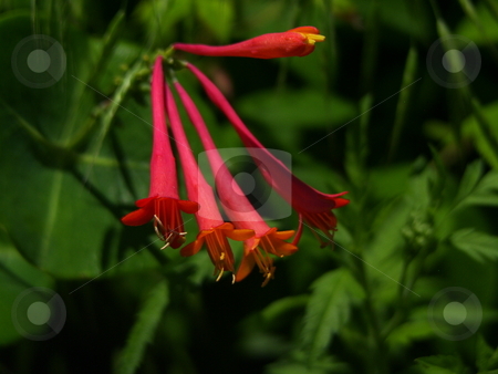 To use this stock image in your creative project, please select the size you need over to the right and click the "Add to Cart" button.
Your downloaded image will come with the Cutcaster watermark removed so don’t worry about the watermark you see on this page. Nature's bells stock photo, by John Adair