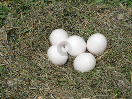 To use this stock image in your creative project, please select the size you need over to the right and click the "Add to Cart" button.
Your downloaded image will come with the Cutcaster watermark removed so don’t worry about the watermark you see on this page. Egg nest stock photo, Five eggs are left in a nest on a farm in hopes of inducing a hen to come back and lay more. by Rebecca Mosoetsa