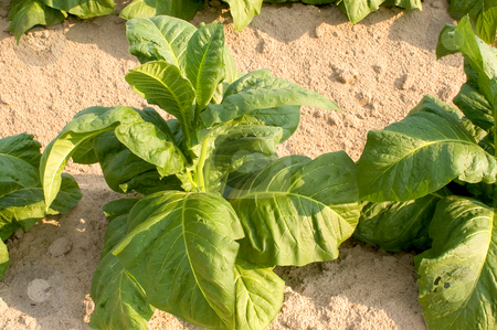 To use this stock image in your creative project, please select the size you need over to the right and click the "Add to Cart" button.
Your downloaded image will come with the Cutcaster watermark removed so don’t worry about the watermark you see on this page. Tobacco Plant stock photo, A healthy tobacco plant on a farm field. by Robert Byron