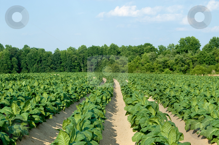 To use this stock image in your creative project, please select the size you need over to the right and click the "Add to Cart" button.
Your downloaded image will come with the Cutcaster watermark removed so don’t worry about the watermark you see on this page. Tobacco Field stock photo, Healthy tobacco plants on a farm field. by Robert Byron