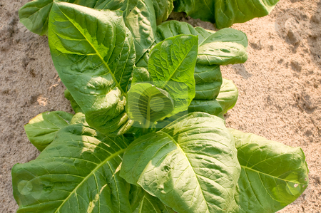 To use this stock image in your creative project, please select the size you need over to the right and click the "Add to Cart" button.
Your downloaded image will come with the Cutcaster watermark removed so don’t worry about the watermark you see on this page. Tobacco Plant stock photo, A healthy tobacco plant on a farm field. by Robert Byron