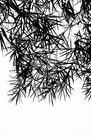 To use this stock image in your creative project, please select the size you need over to the right and click the "Add to Cart" button.
Your downloaded image will come with the Cutcaster watermark removed so don’t worry about the watermark you see on this page. Bamboo Leaves Silhouette Background stock photo, A photographic illustration of black bamboo leaves on a white background by Stefan Breton