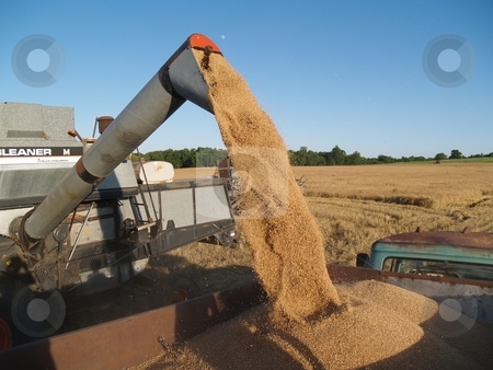 To use this stock image in your creative project, please select the size you need over to the right and click the "Add to Cart" button.
Your downloaded image will come with the Cutcaster watermark removed so don’t worry about the watermark you see on this page. Harvest time stock photo, Many ways of the harvesting wheat by Michelle Bergkamp