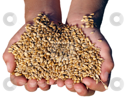 To use this stock image in your creative project, please select the size you need over to the right and click the "Add to Cart" button.
Your downloaded image will come with the Cutcaster watermark removed so don’t worry about the watermark you see on this page. Handfull of golden wheat stock photo, A child's hand full of golden wheat from harvest by Michelle Bergkamp