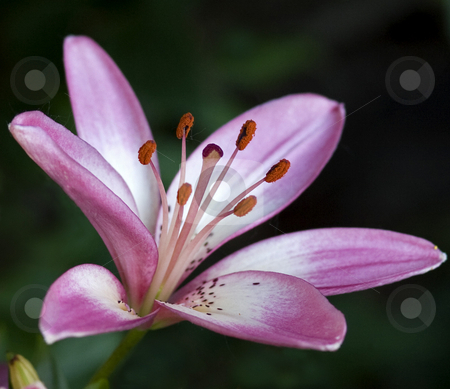 To use this stock image in your creative project, please select the size you need over to the right and click the "Add to Cart" button.
Your downloaded image will come with the Cutcaster watermark removed so don’t worry about the watermark you see on this page. Purple Lily stock photo, A richly colored lily on a dark green background. by Marc Saegesser