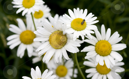 To use this stock image in your creative project, please select the size you need over to the right and click the "Add to Cart" button.
Your downloaded image will come with the Cutcaster watermark removed so don’t worry about the watermark you see on this page. Bee on Daisies stock photo, A bunch of daisies being patrolled by a small bee. by Marc Saegesser