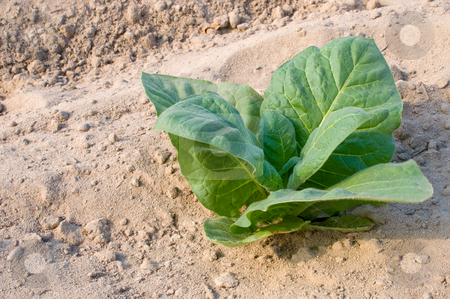 To use this stock image in your creative project, please select the size you need over to the right and click the "Add to Cart" button.
Your downloaded image will come with the Cutcaster watermark removed so don’t worry about the watermark you see on this page. Tobacco Plant stock photo, A healthy tobacco plant on a farm field. by Robert Byron