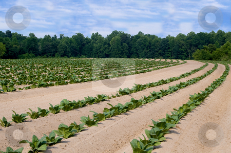 To use this stock image in your creative project, please select the size you need over to the right and click the "Add to Cart" button.
Your downloaded image will come with the Cutcaster watermark removed so don’t worry about the watermark you see on this page. Tobacco Field stock photo, Healthy tobacco plants on a farm field. by Robert Byron