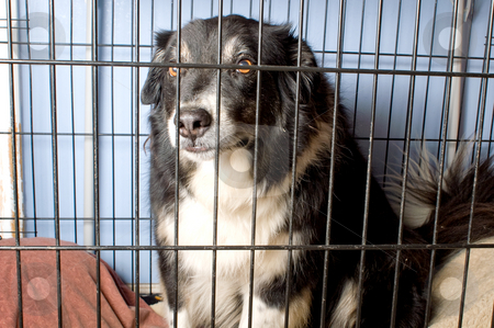 To use this stock image in your creative project, please select the size you need over to the right and click the "Add to Cart" button.
Your downloaded image will come with the Cutcaster watermark removed so don’t worry about the watermark you see on this page. Caged Border Collie stock photo, A border collie at a dog pound or pet store. by Robert Byron
